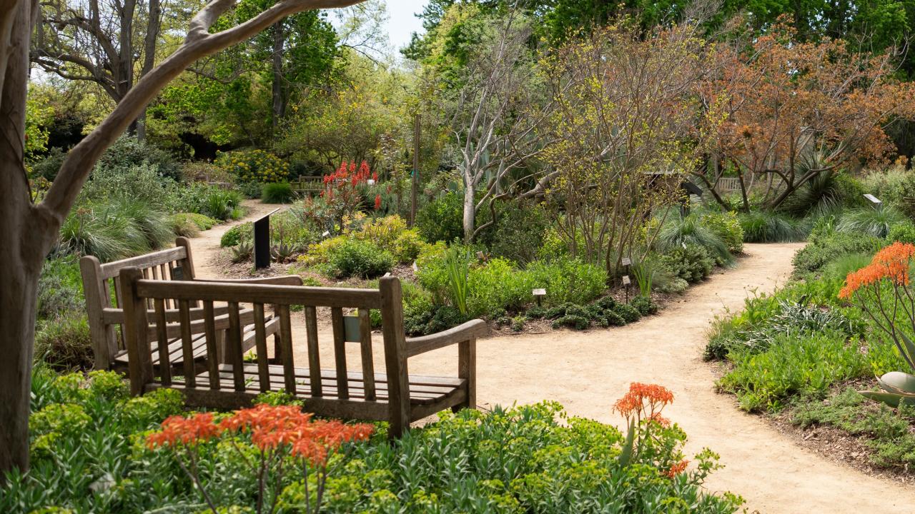 The UC Davis Arboretum in spring, with the creek and garden paths a short walk from campus hotels during Picnic Day weekend